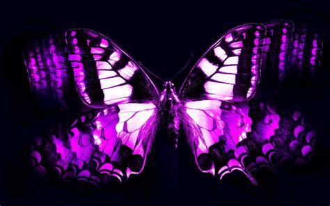 Midnight Purple Butterfly Wallpapers - Top Free Midnight Purple ...