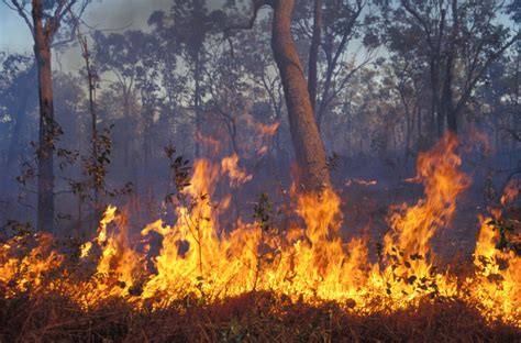 Australia gli incendi hanno devastato il paese più di ogni previsione