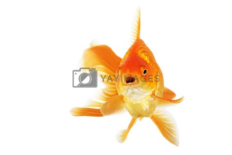 Beautiful fantail goldfish by jarenwicklund Vectors & Illustrations ...
