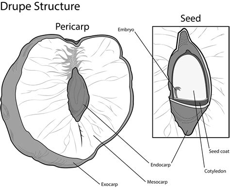 Drupe Pericarp Diagram On Behance