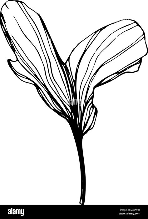 Hand Drawn Ginkgo Biloba Leave Vector Outline Ginkgo Leaf Floral