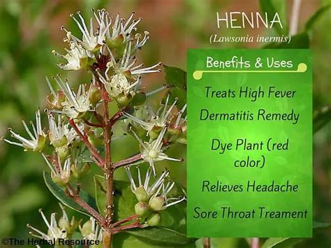 Henna Herb Uses and Health Benefits