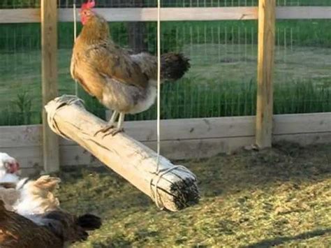 Make a Swing for Backyard Chicken