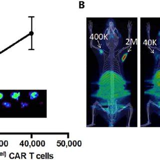 PET Detects CD19 TPSMA CAR T Cells With High Sensitivity In Vitro And