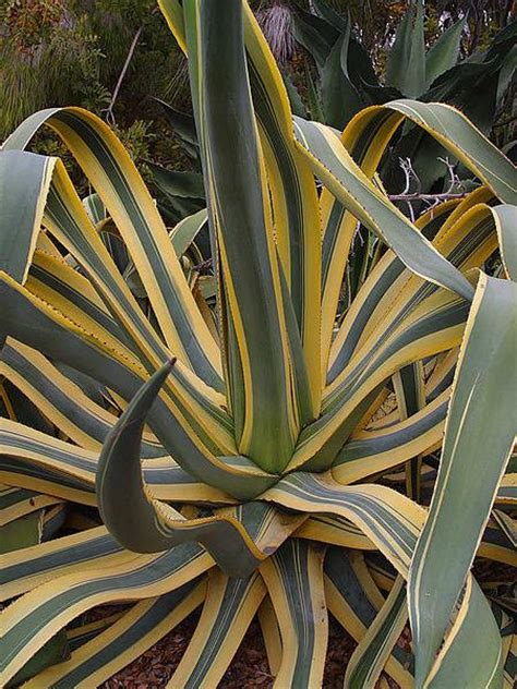 Агава (Agave) - Мир кактусов