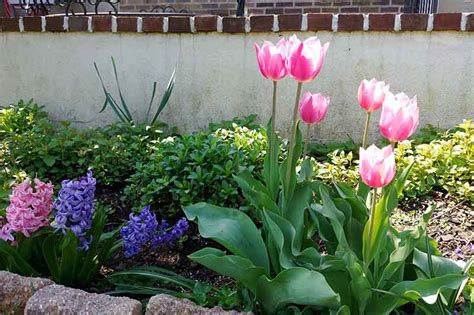 How To Grow And Care For Tulips Gardeners Path