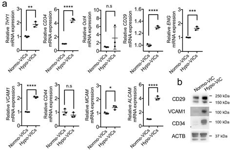 Ijms Free Full Text Hypoxic Culture Maintains Cell Growth Of The