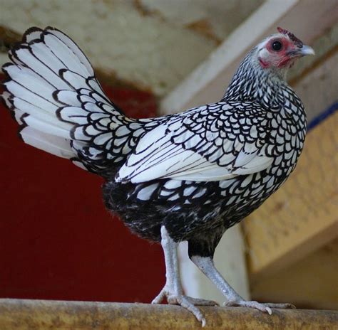 Gallina Sebright Plateada Origen Uk Gallinas Gallinas Y Gallos Aves