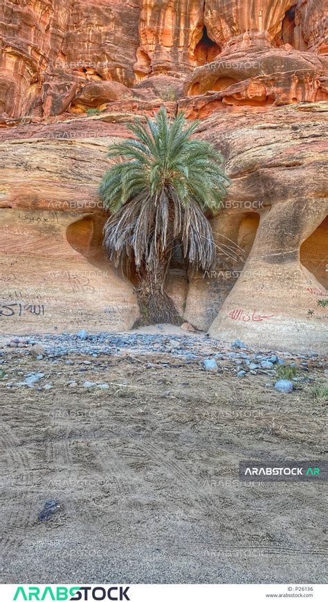 اشجار النخيل في وادي الديسة في منطقة تبوك شمال غرب السعودية ،جمال