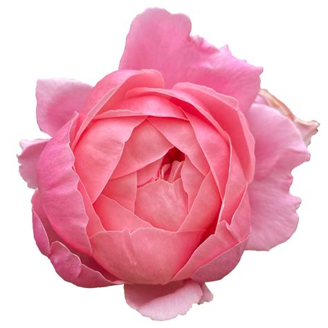 Free Closeup Pink Colour Single Rose Flower Stock Photo 23369512 Png