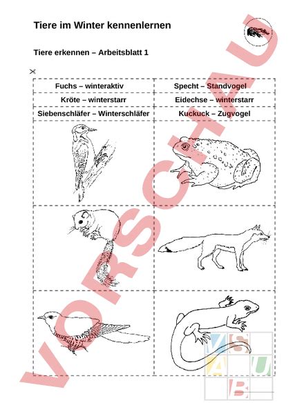 Arbeitsblatt Tiere Erkennen Biologie Tiere