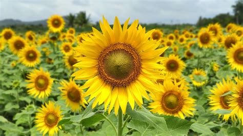 Sundarapandiapuram Sunflower Fields Tenkasi Tamilnadu Youtube