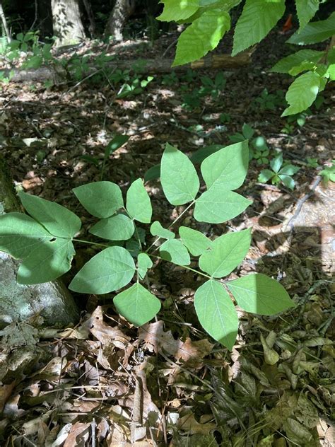 Naked Flowered Tick Trefoil From Plantation Way Cumming Ga Us On May