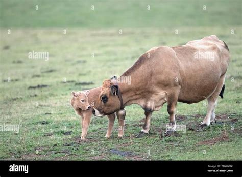 Vache aubrac bovin Banque de photographies et dimages à haute