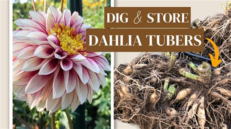 How We Re Digging And Storing Our Dahlia Tubers This Winter Youtube