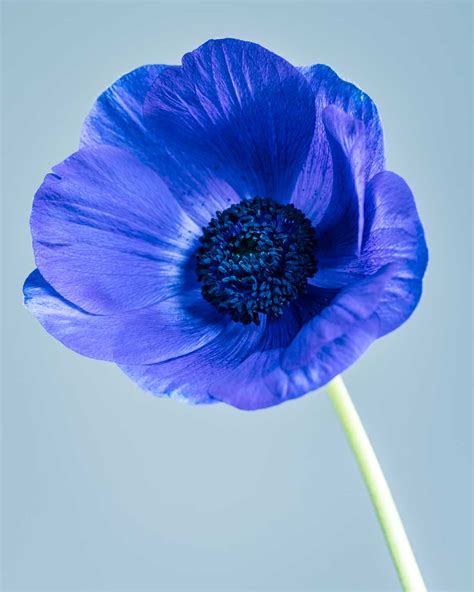 Photographing blue anemones: looking forward to spring - Cloverhome