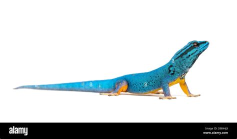 Electric Blue Gecko Lygodactylus Williamsi Isolated Stock Photo Alamy