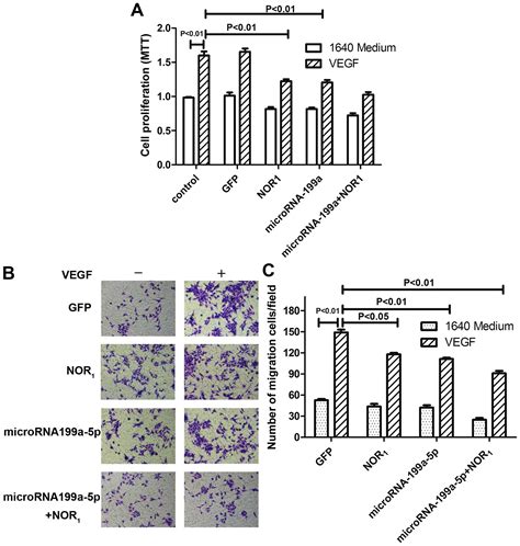 Microrna 199a 5p Inhibits Vegf Induced Tumorigenesis Through Targeting