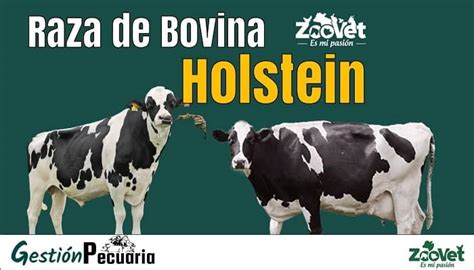 Raza Bovina Holstein Informaci N Actualizada