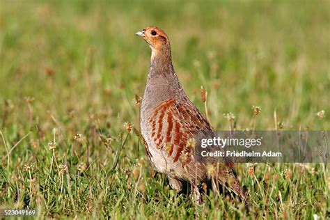 412 Perdiz Pardilla Stock Photos, High-Res Pictures, and Images - Getty ...