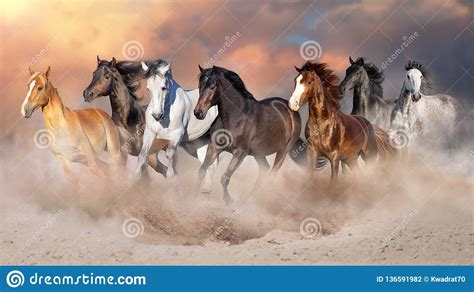 Photo About Horse Herd Run Gallop In Desert Dust Against Dramatic Sky