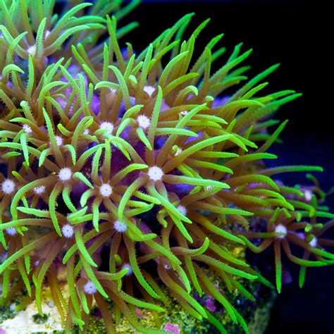 Tidal Gardens Green Star Polyps