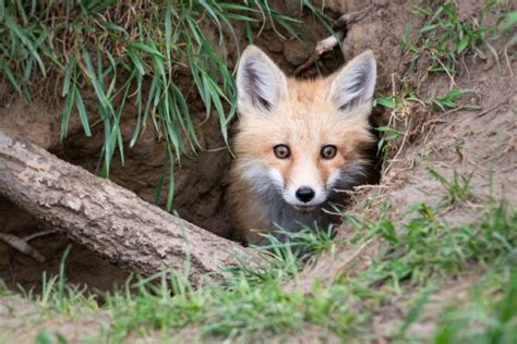 What Is A Baby Fox Called? (Facts With Cute Pictures)