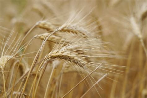 Lone Star State wheat harvest is mostly complete - Texas Farm Bureau