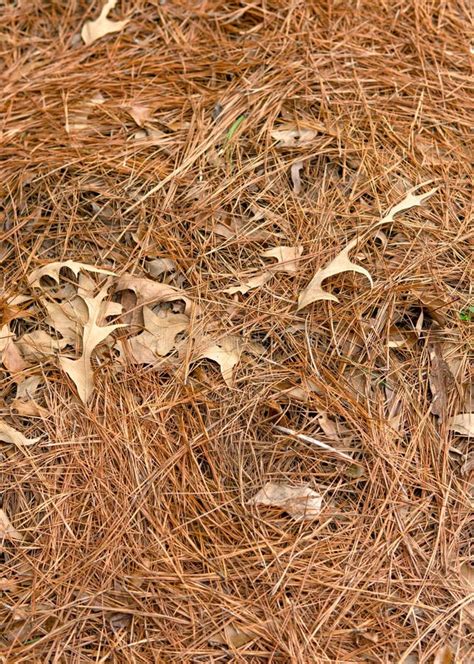 A Covering Of Pine Straw In A Flower Bed For Winter Stock Image Image