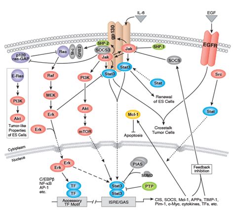 Jak Stat Signaling Nteractive Pathway Cell Signaling Technology