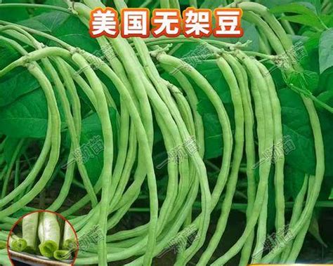 菜豆角种植全指南（时间、方法、技巧一网打尽！） 室内盘栽 繁趣花卉网