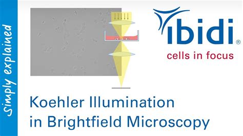 Koehler Illumination In Brightfield Microscopy Youtube