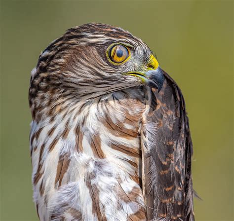 Hawk-eye Photograph by Abhinav Sharma - Pixels