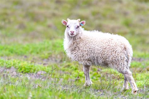 Icelandic Sheep Stock Photos Pictures And Royalty Free Images Istock