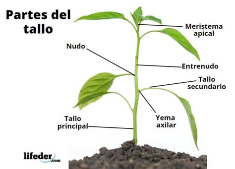 Partes De Las Plantas Y Sus Funciones