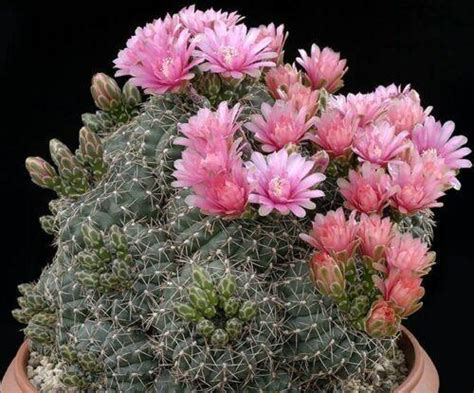 25 Gymnocalycium Variety Mix Cactus Seeds