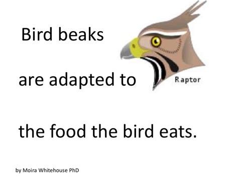 Bird Beaks Teach