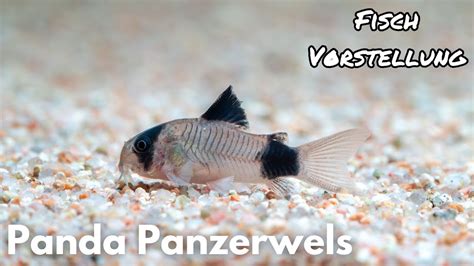 Panda Panzerwels Corydoras Panda Liquid Nature Fisch Vorstellung