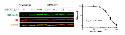 PRMT3 Cellular Assay Openlabnotebooks Org