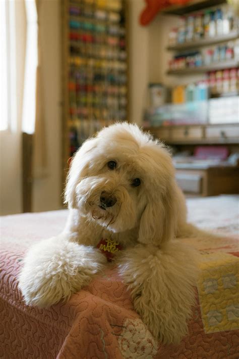Aussiedoodle Vs Goldendoodle Which Fluffy Friend Fits Your Life Best