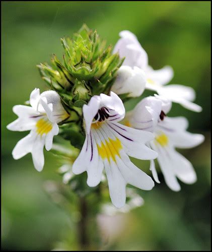 Eyebright (Genus Euphrasia) · iNaturalist.org