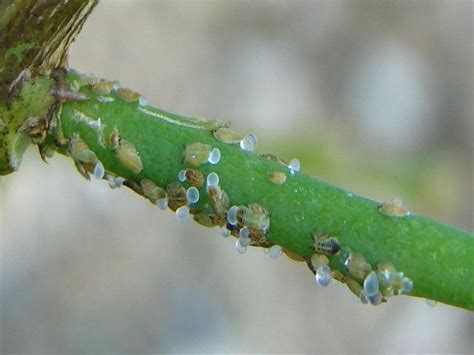 Conoces Los M Todos Naturales Para Control De Plagas Agr Colas Mira