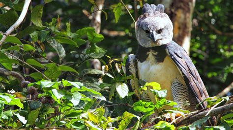 Harpy Eagle Wallpapers 22 Images Wallpapercat