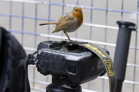 Blue Tits And Great Tits Less Evident In Our Gardens