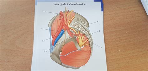 Internal Iliac Posterior Trunk Diagram Quizlet