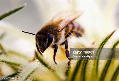 1,407 African Bees Stock Photos, High-Res Pictures, and Images - Getty ...