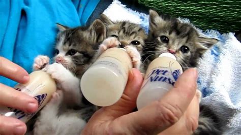 Baby Kittens All Settled For The Long Awaited Bottles Youtube