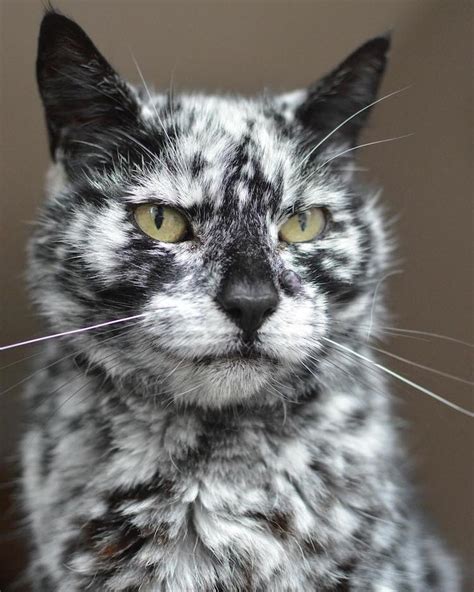 Scrappy vieux chat au pelage marbré étonnant - 2Tout2Rien
