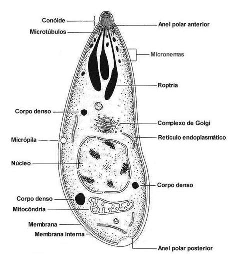 Morfologia De Protozoario