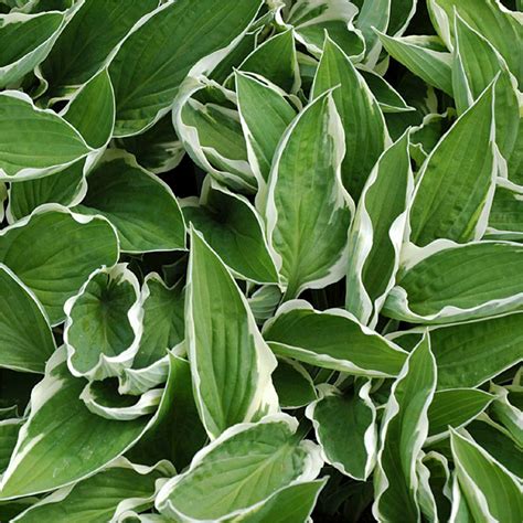 Hosta Hyacinthina Variegata Houtmeyers Plantencentrum En